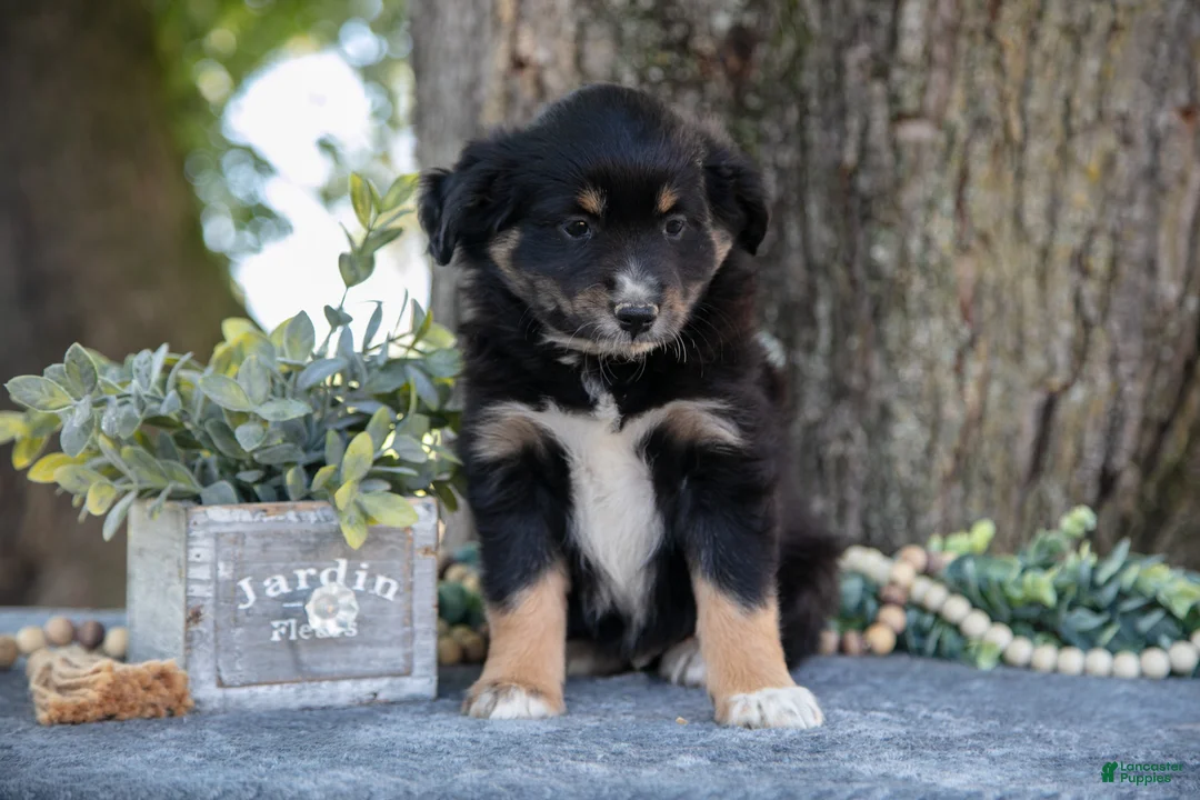 Miniature Australian Shepherd dogs for sale: Alex - Ad 3