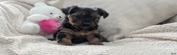 Yorkshire Terrier dogs for sale: Ariel - Ad 8