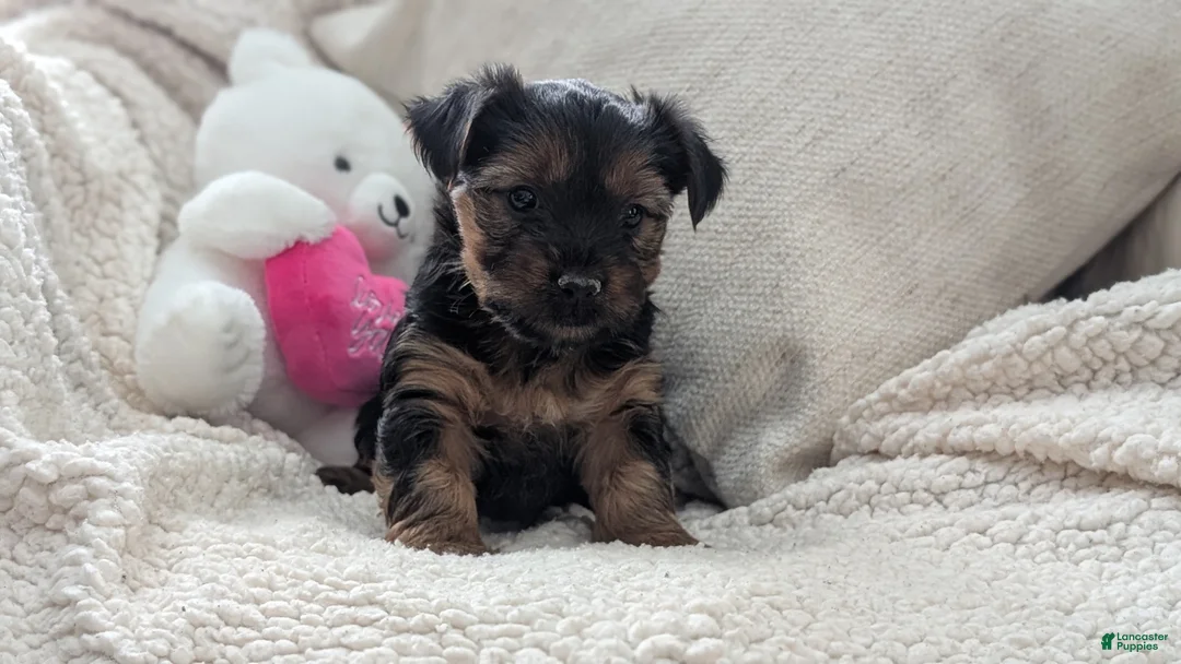 Yorkshire Terrier dogs for sale: Ariel - Ad 8