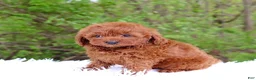 Cavapoo dogs for sale: Mr. Rugar - Ad 2