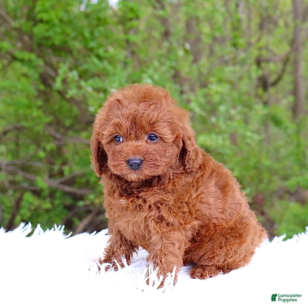 Cavapoo dogs for sale: Mr. Rugar - Ad 2