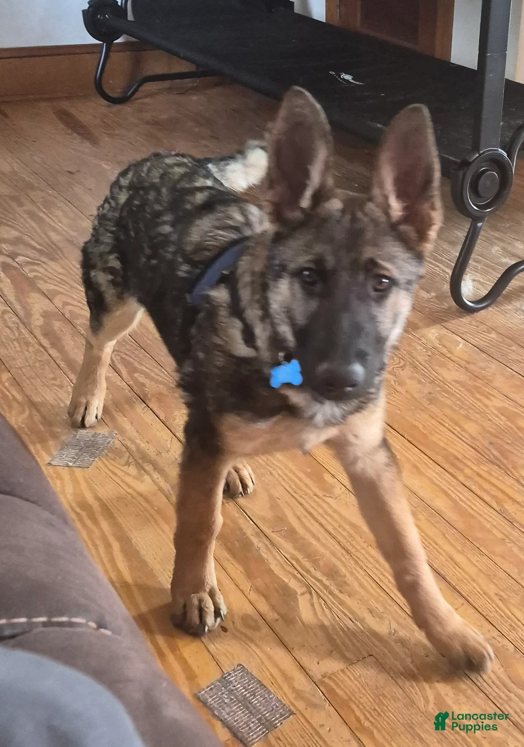German Shepherd dogs for sale: German Shepherd Puppy 1 - Ad 4