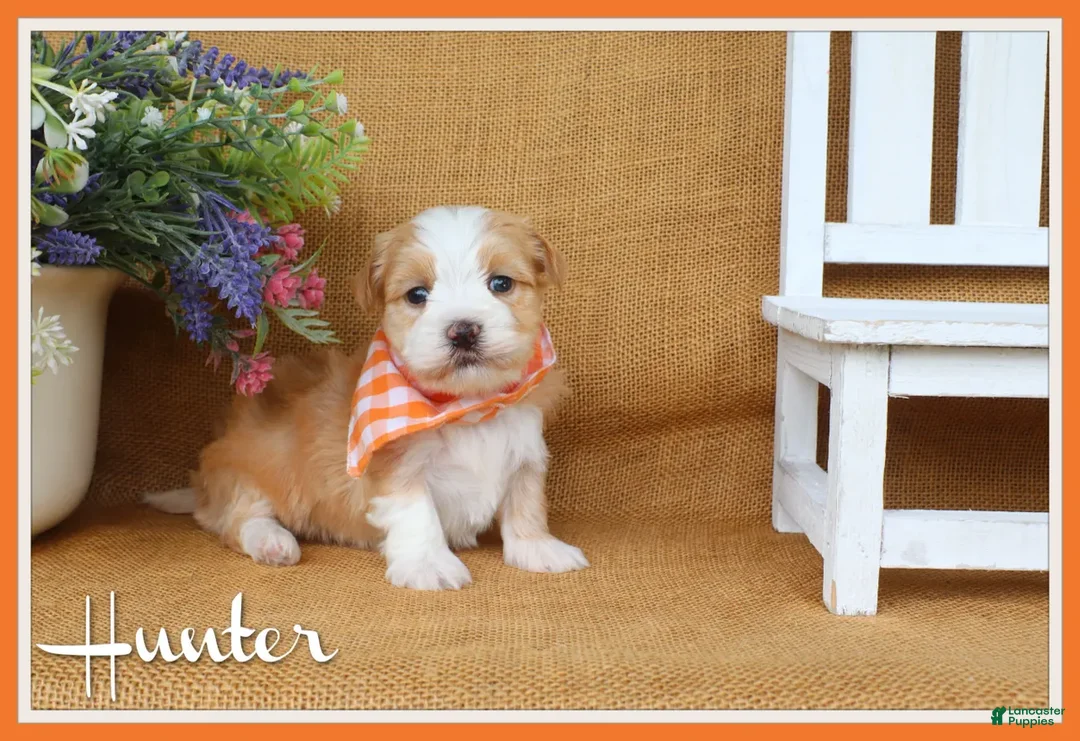 Havanese dogs for sale: Hunter - Ad 1