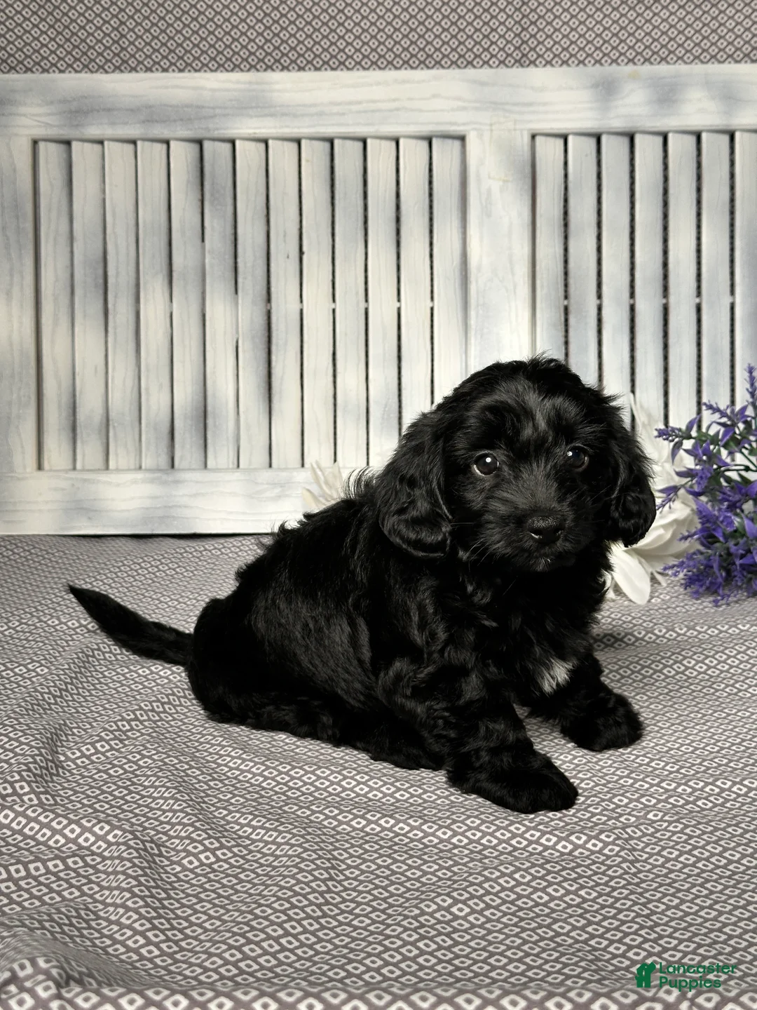 Mixed Breed dogs for sale: Annie - Ad 3