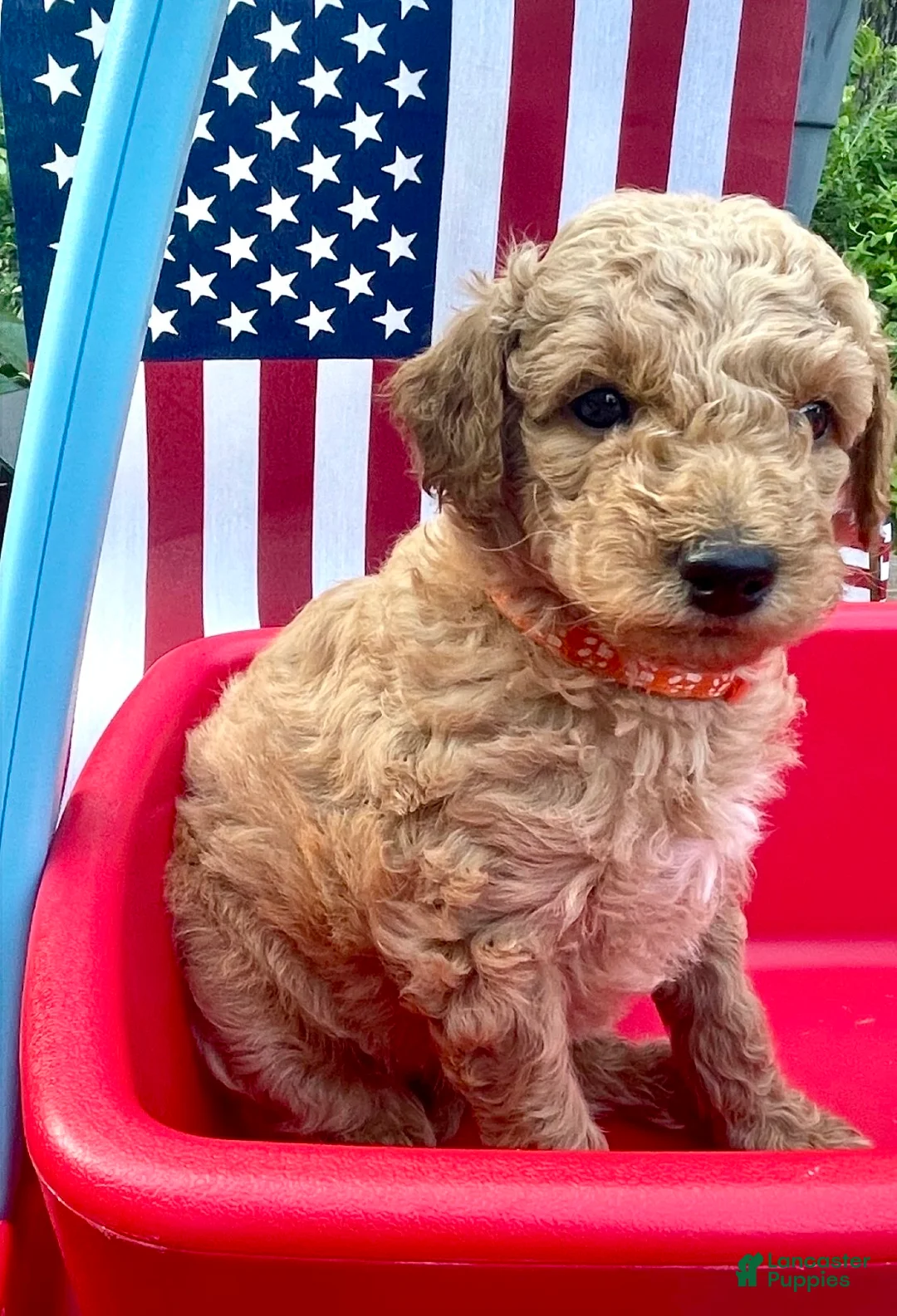 Mini Goldendoodle dogs for sale: Mini -Medium Goldendoodle  - Ad 1