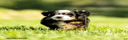 Mini Bernedoodle dogs for sale: Gloria - Ad 4
