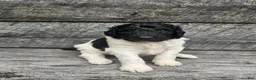 Standard Poodle dogs for sale: Harper - Ad 3
