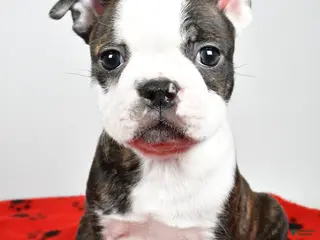 Boston Terrier dogs Ricky - Ad 22