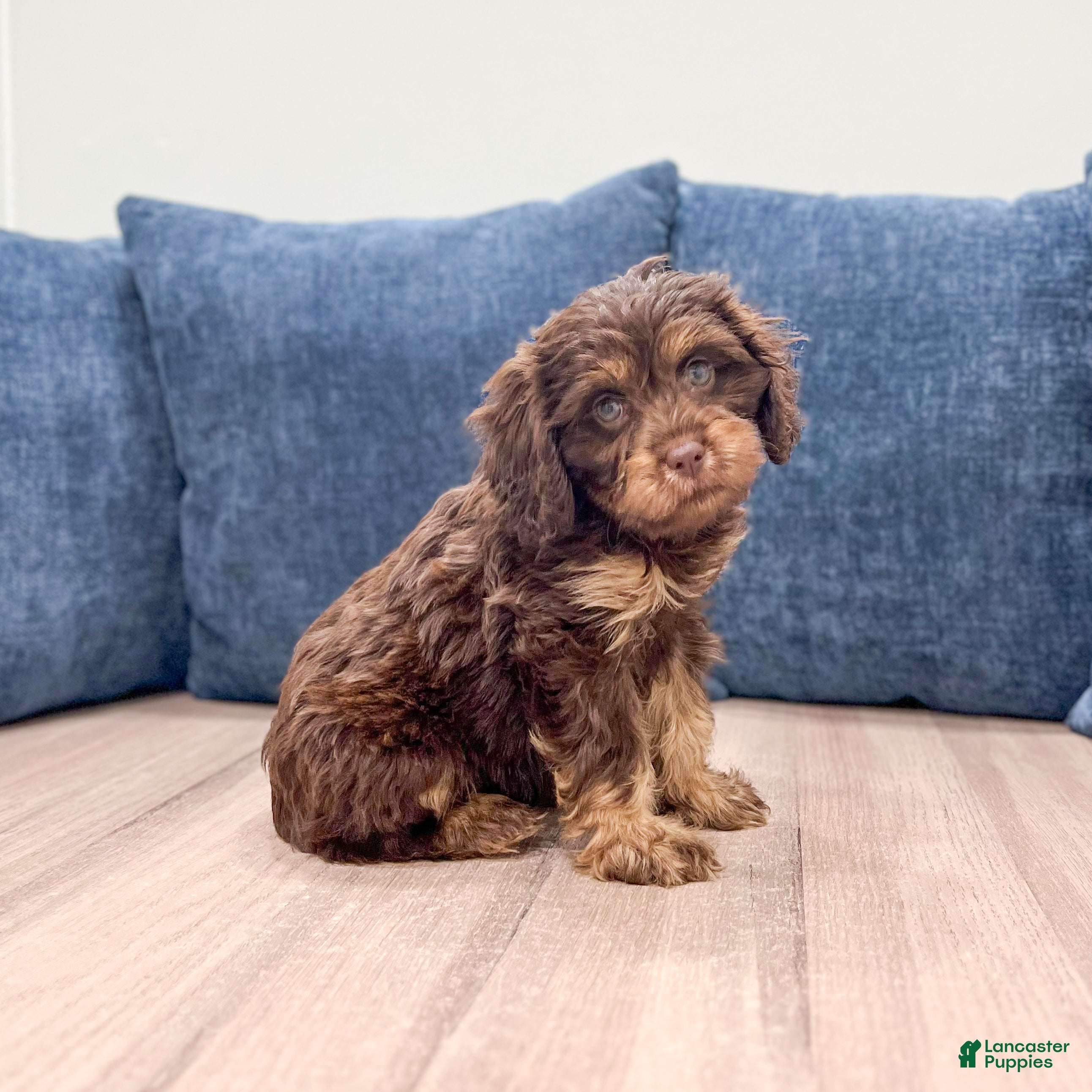 Cavapoo dogs Bella - Ad 1