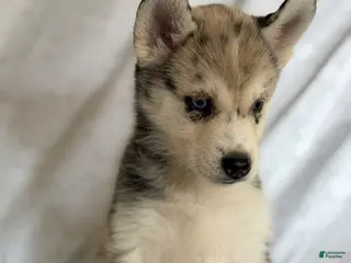 Pomsky dogs Kiara - Ad 35