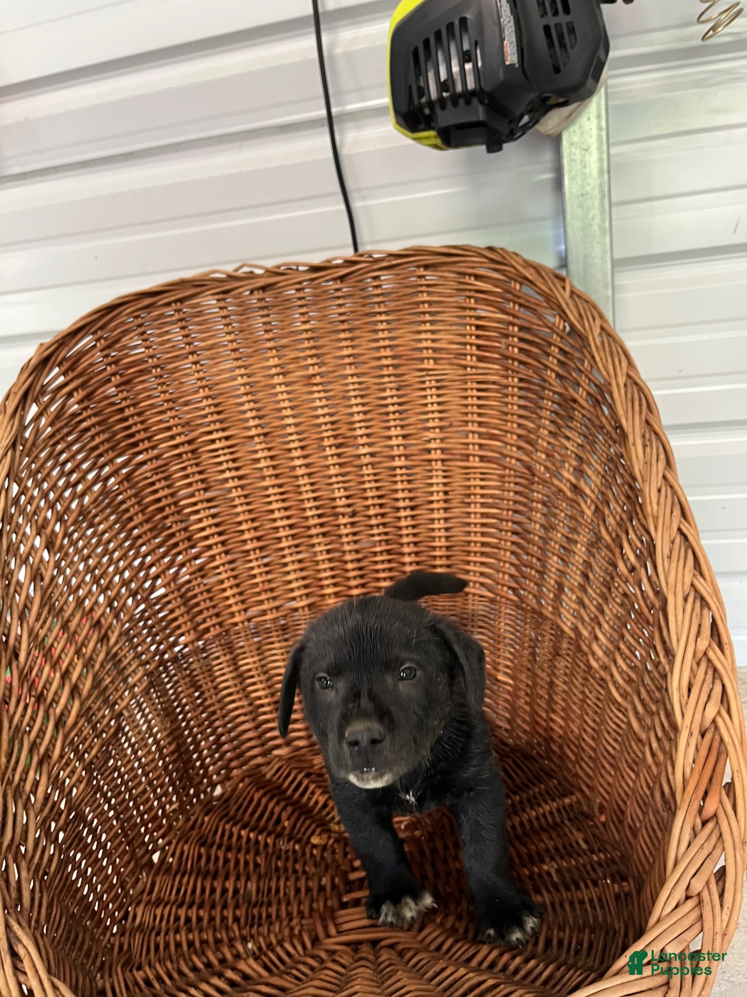 Golden Shepherd dogs Buster - Ad 2