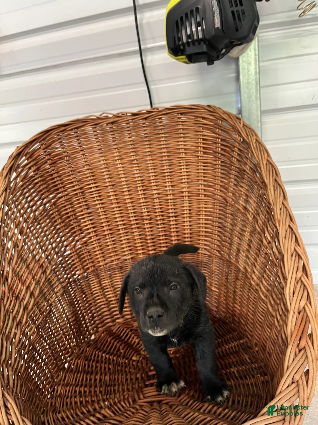 Golden Shepherd dogs for sale: Buster - Ad 2