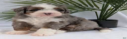 Mini Bernedoodle dogs for sale: Mini Darcy  - Ad 9