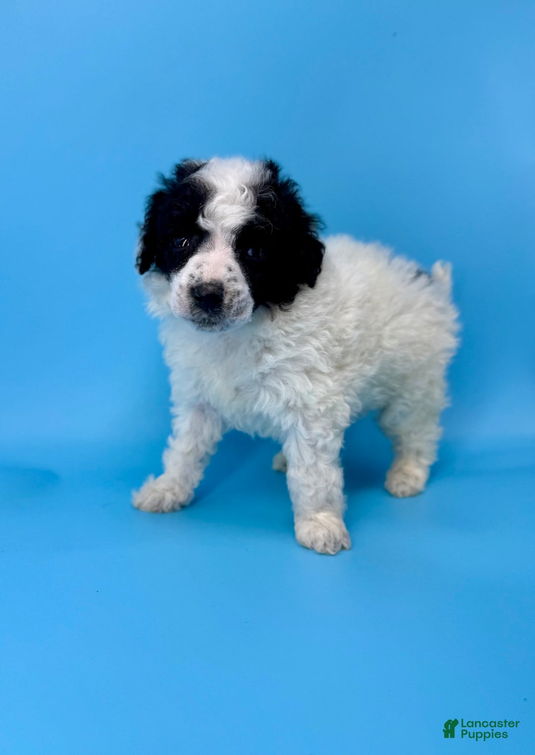 Miniature Poodle dogs for sale: Stuffing - Ad 2