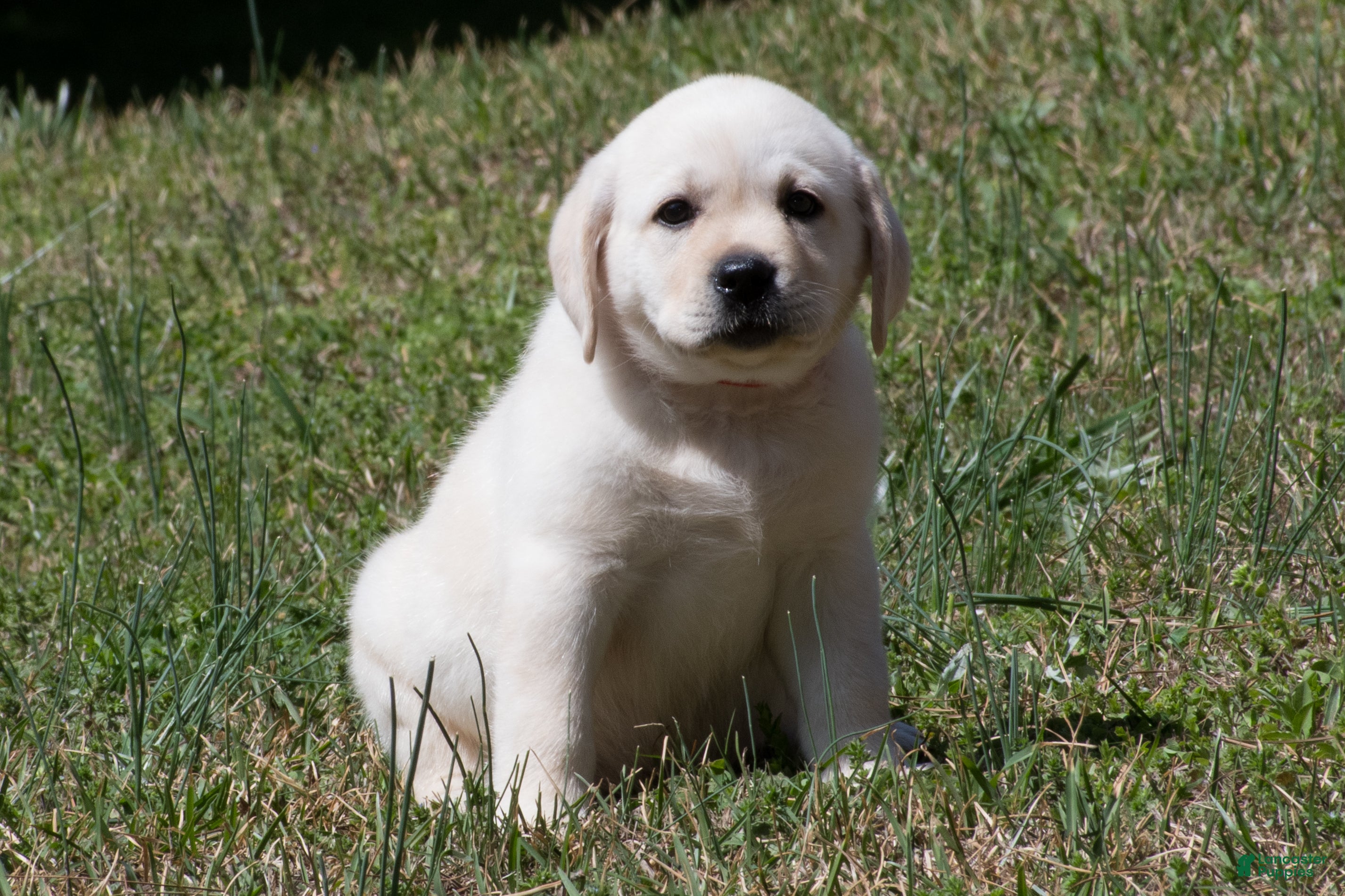 Labrador Retriever dogs Keira - Ad 25