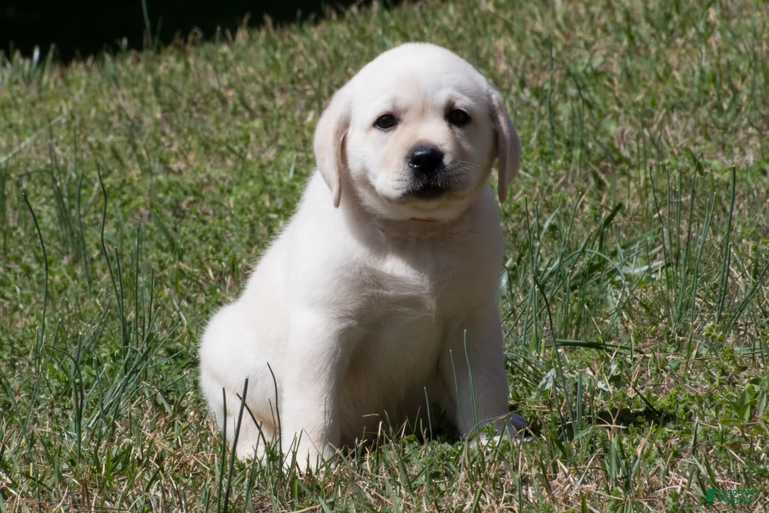 Labrador Retriever dogs for sale: Keira - Ad 1