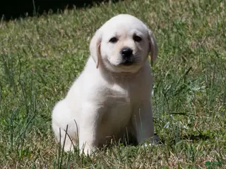 Labrador Retriever dogs Keira - Ad 25