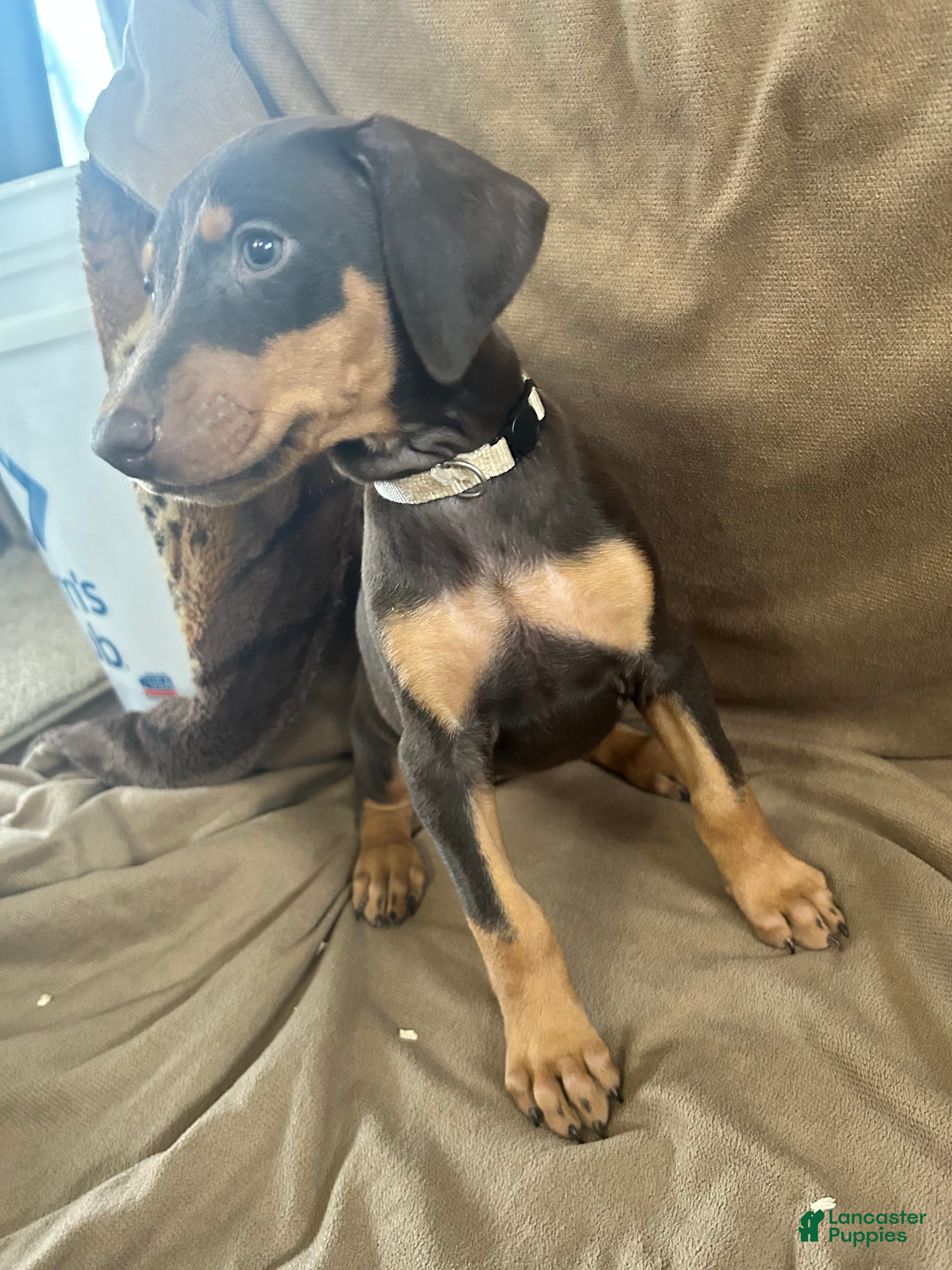Doberman Pinscher dogs Tan Collar  - Ad 2