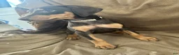 Doberman Pinscher dogs for sale: Tan Collar  - Ad 2