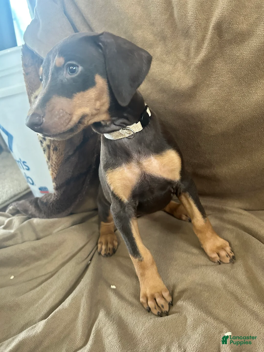 Doberman Pinscher dogs for sale: Tan Collar  - Ad 2