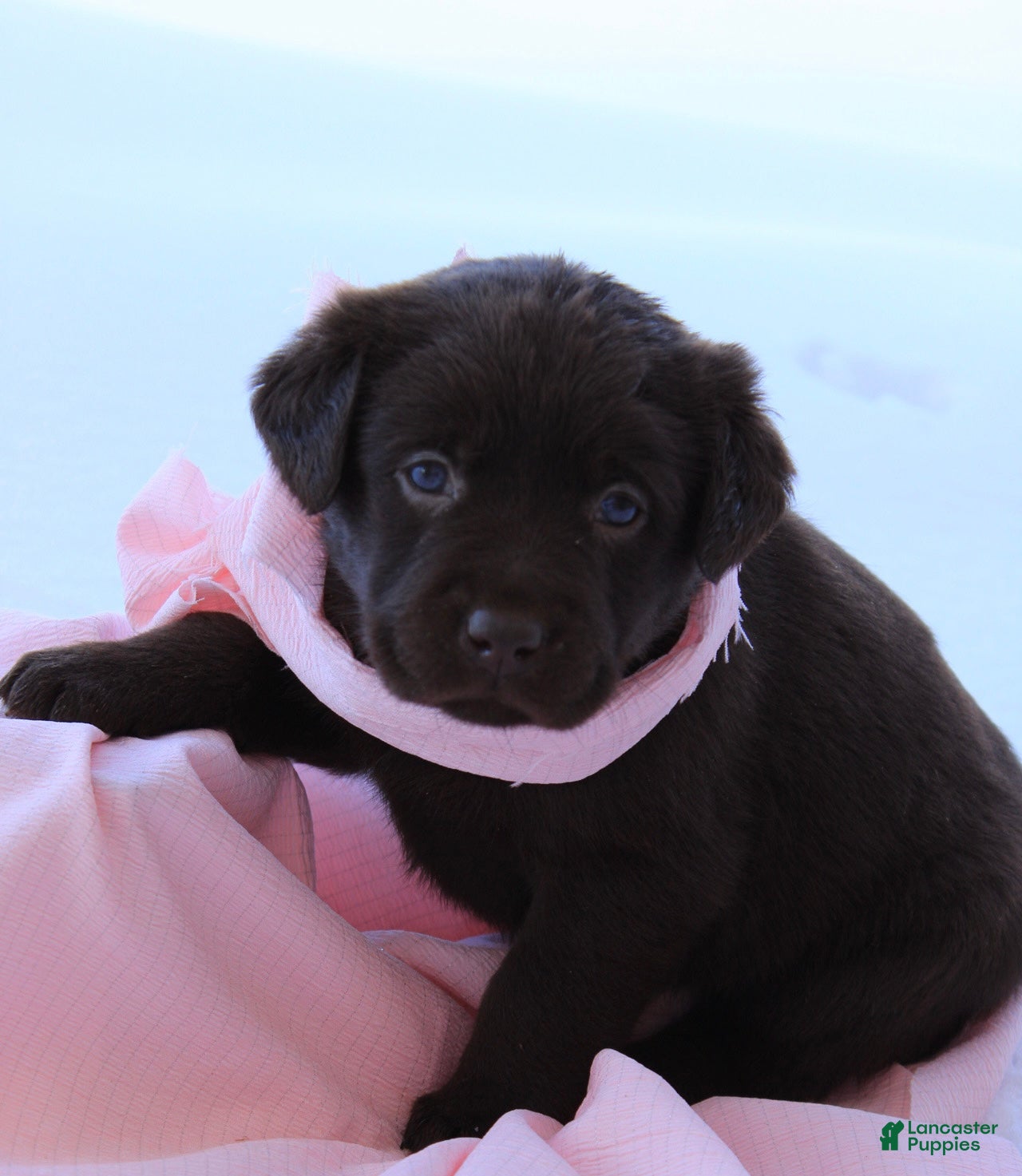 Labrador Retriever dogs Dove - Ad 1