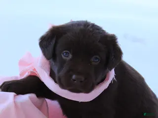 Labrador Retriever dogs Dove - Ad 1