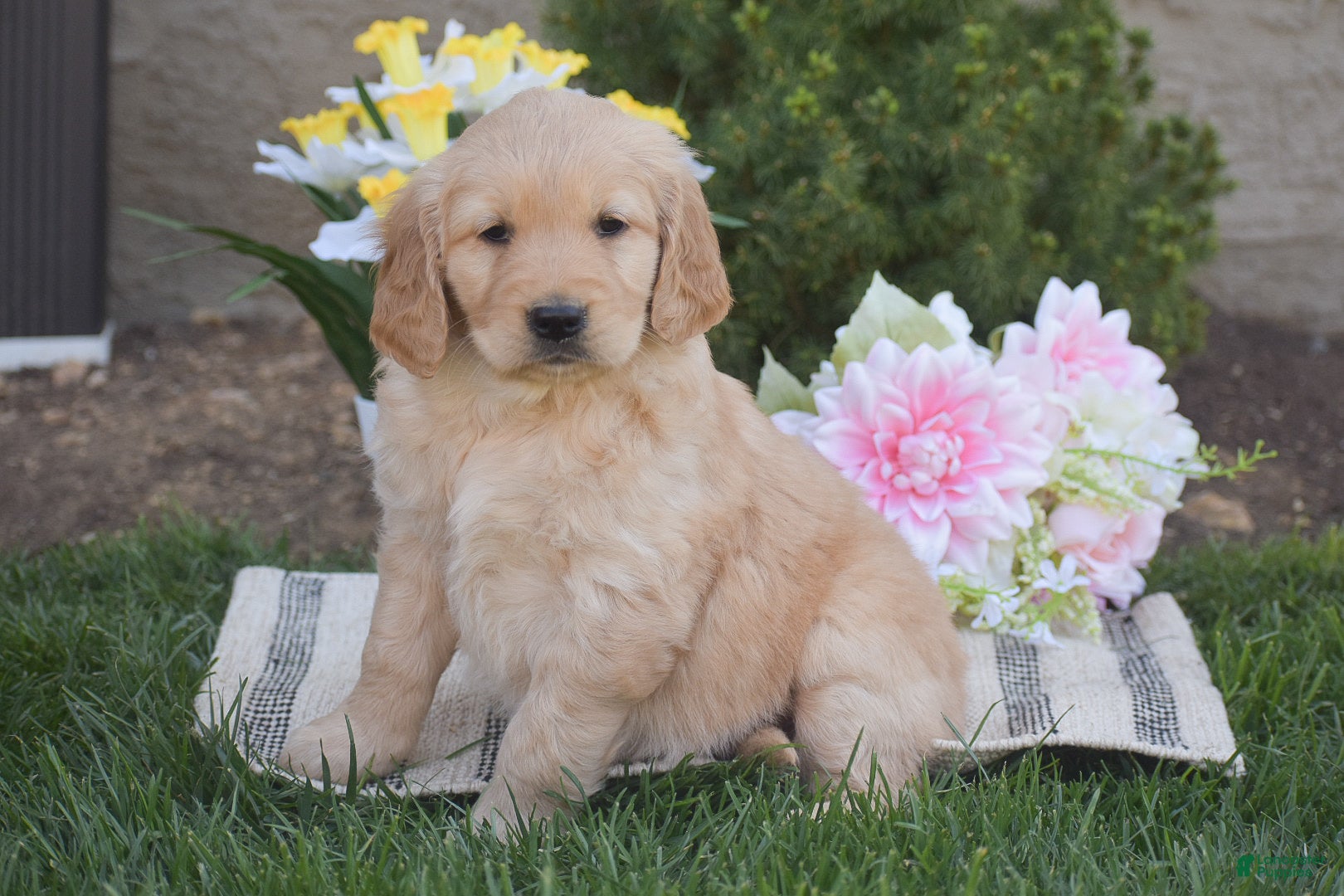 Golden Retriever dogs Mila - Ad 1