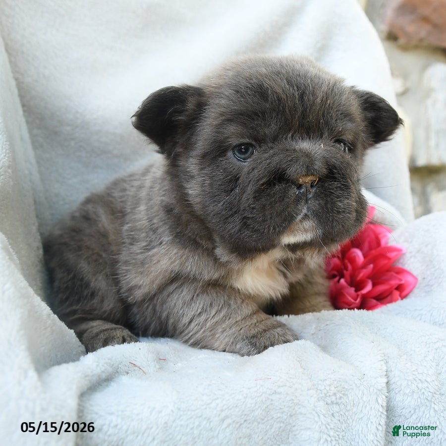 French Bulldog dogs Gretchen - Ad 2
