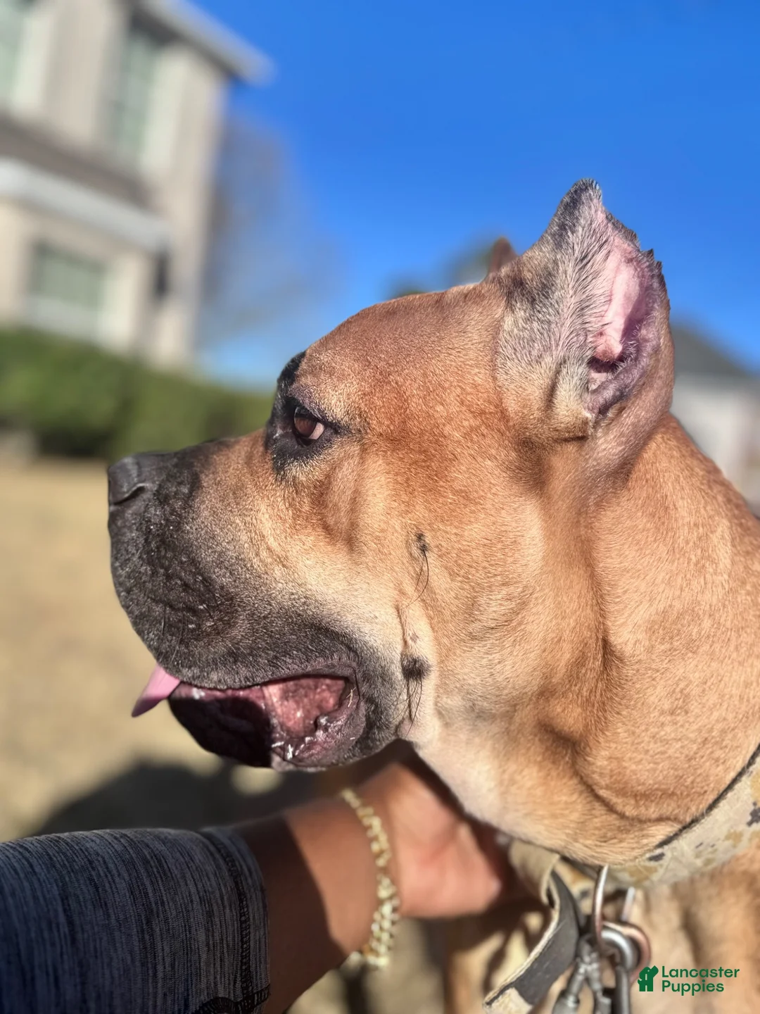 Cane Corso dogs for sale: Cane Corso 1 - Ad 4