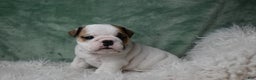 English Bulldog dogs for sale: Olaf - Ad 2