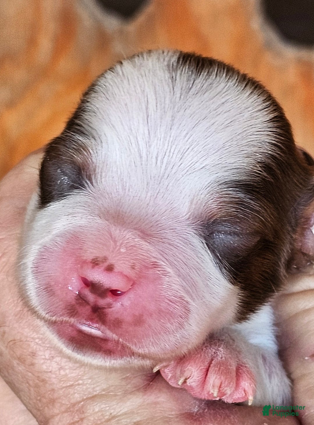 Miniature Dachshund dogs for sale: Heartly Long-haired  - Ad 2