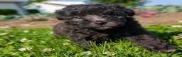 Toy Poodle dogs for sale: Truffle - Ad 7