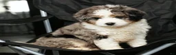 Mini Bernedoodle dogs for sale: Jane - Ad 7