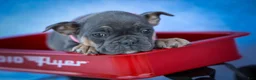 Frenchton dogs for sale: Paris 🎀 - Ad 10