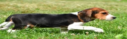 Beagle dogs for sale: Bo - Ad 4