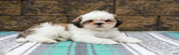 Shih Tzu dogs for sale: Buttons (Raised in Home, Crate Trained & Potty Training!) - Ad 4