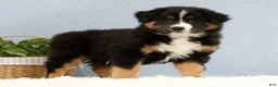 Australian Shepherd dogs for sale: Liam - Ad 5