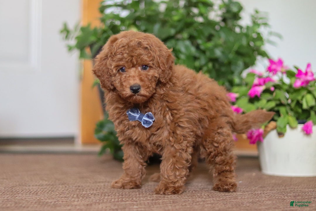 Miniature Poodle dogs for sale: Freddy - Ad 2