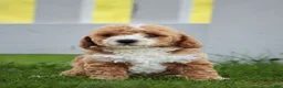 Miniature Labradoodle dogs for sale: Monica - Ad 4