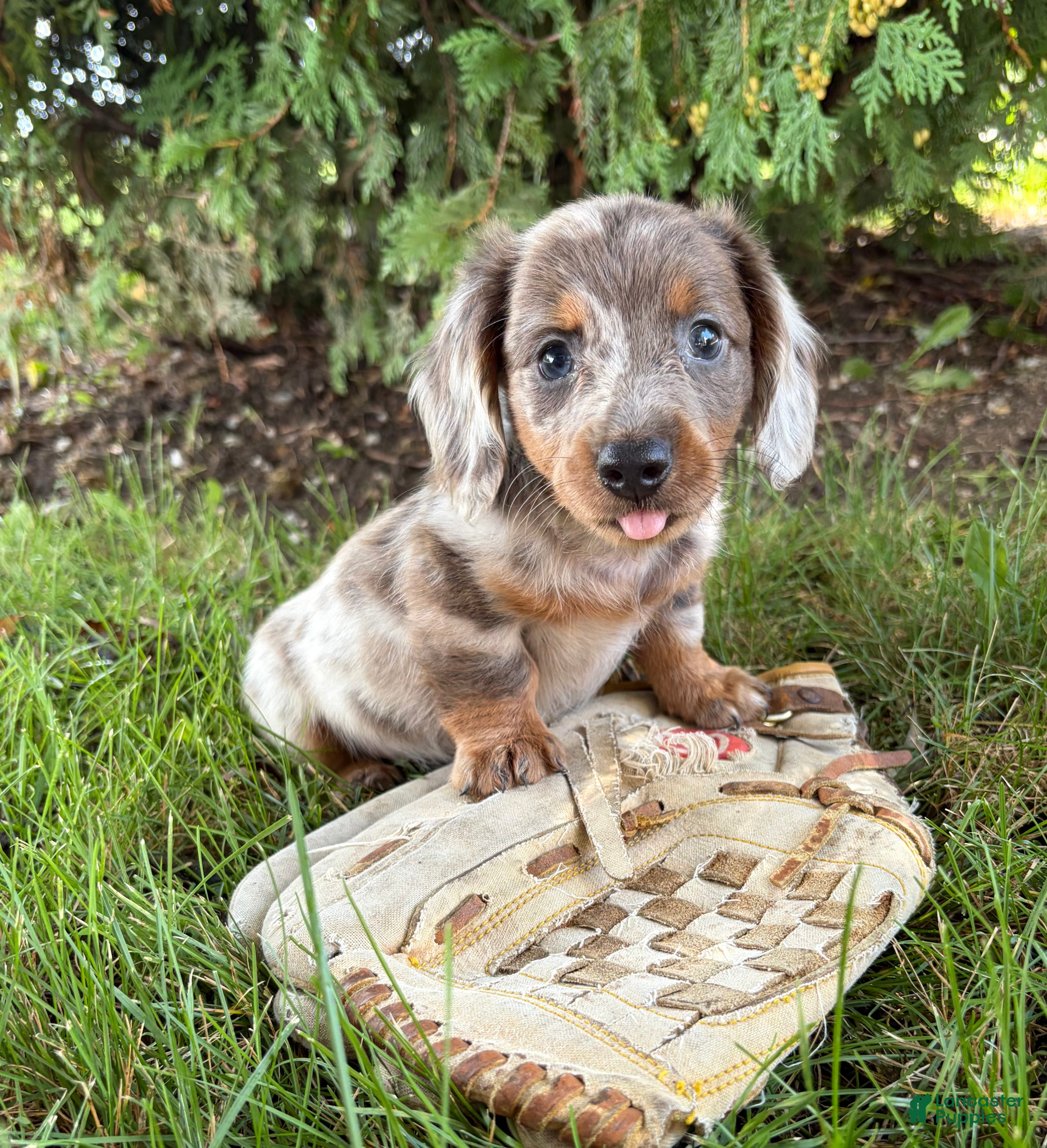 Dachshund dogs Cici - Ad 2