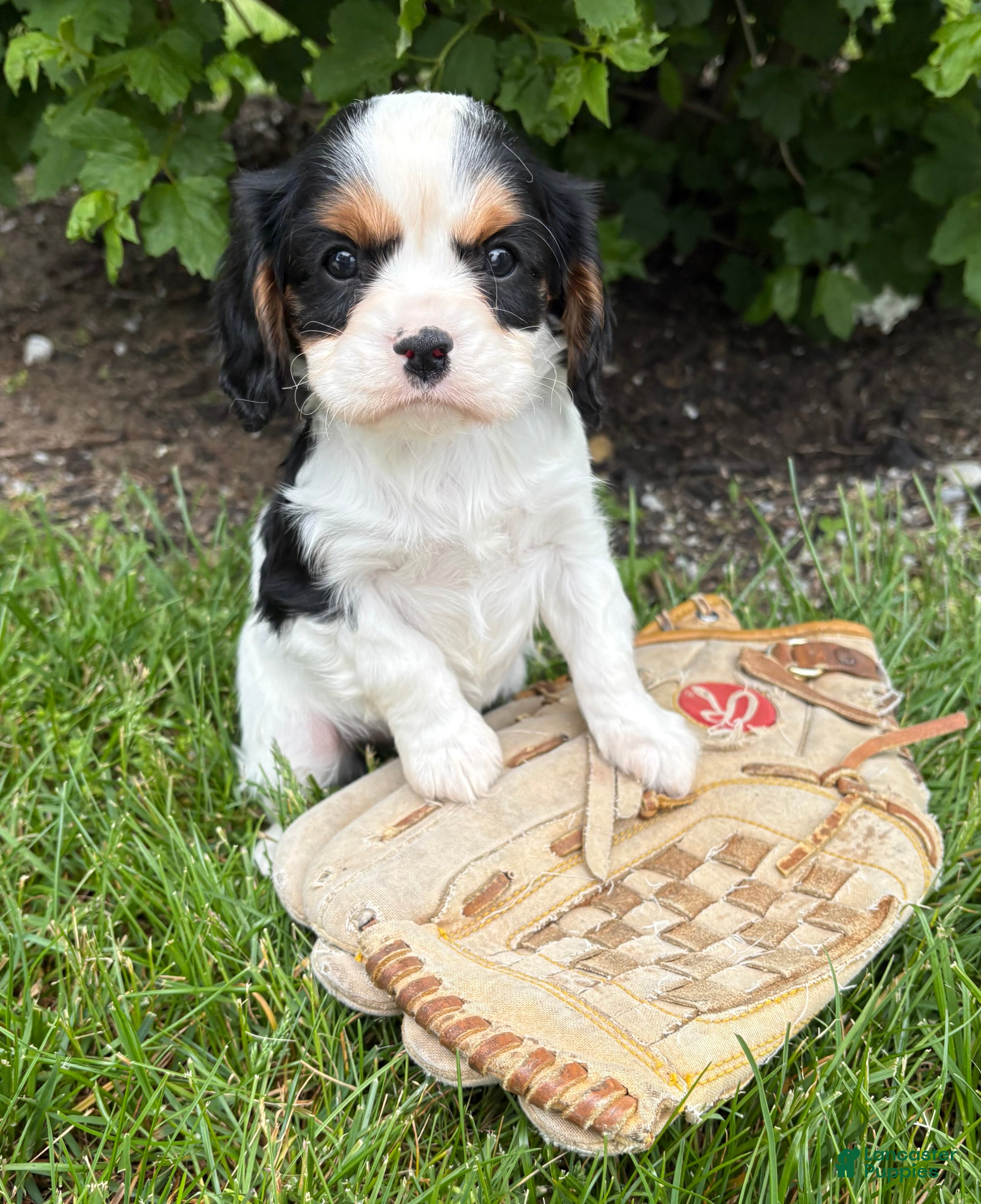 Cavalier King Charles Spaniel dogs Charlie - Ad 2