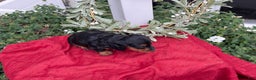 Miniature Dachshund dogs for sale: Eclair - Ad 10