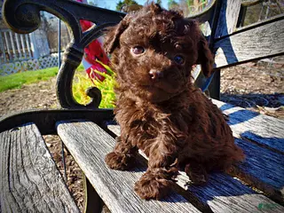 Havapoo dogs Nemo - Ad 7