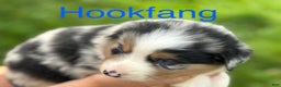 Australian Shepherd dogs for sale: Toothless - Ad 15