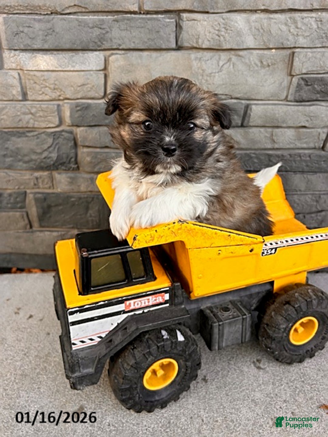 Mixed Breed dogs for sale: Theodore - Ad 3