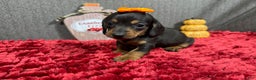 Miniature Dachshund dogs for sale: Miniature Dachshund Puppy 1 - Ad 7