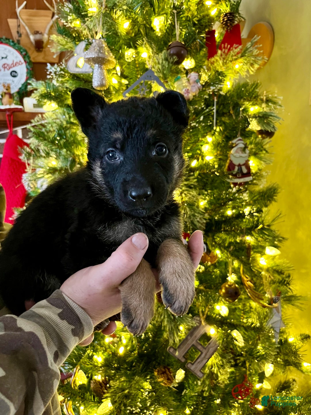 German Shepherd dogs for sale: Dancer - Ad 2