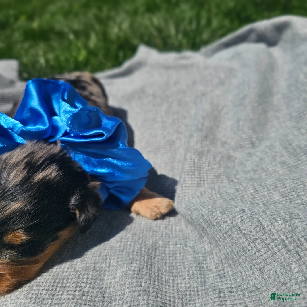 Cavapoo dogs for sale: Sparkler - Ad 2