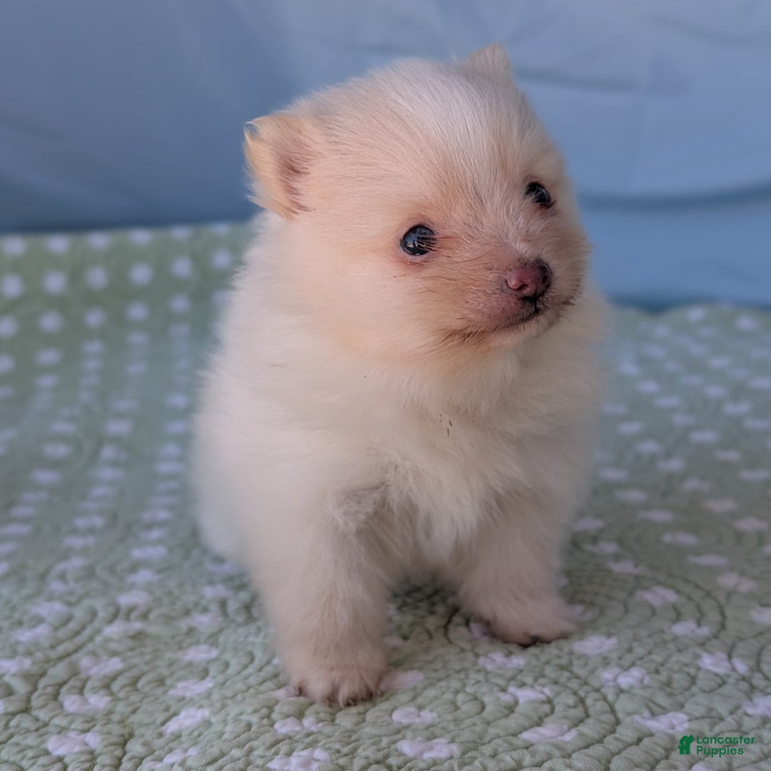 Pomeranian dogs for sale: Trinket - Ad 2