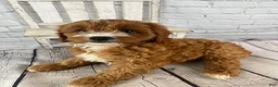 Cavapoo dogs for sale: Chloe - Ad 13